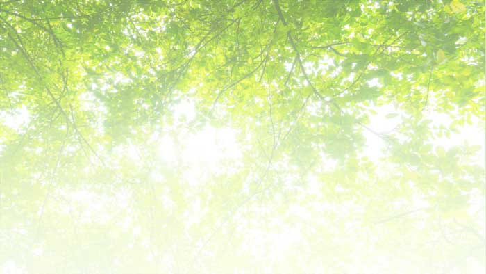 Sunlight bursting through canopy of leaves.