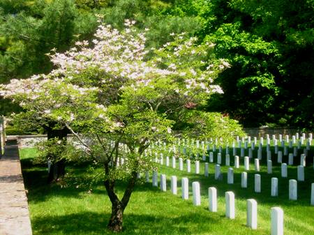 Dogwood tree in bloom at Staunton National Cemetery. Dogwood tree in bloom at Staunton National Cemetery.